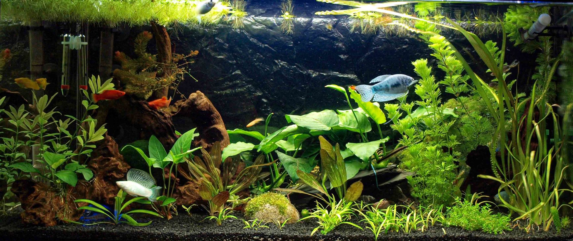 prvni-akvarium-b